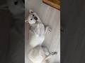 白柴が落ちている