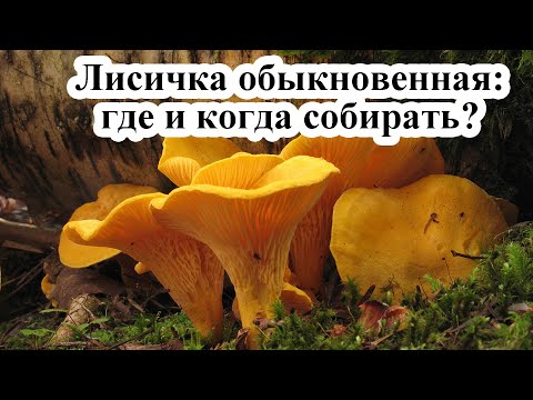 Гриб Лисичка обыкновенная