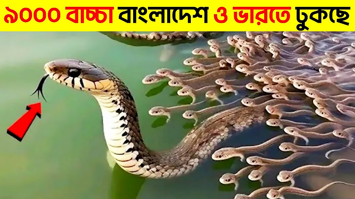 রাসেল ভাইপার কতটা ভায়ানক তা জানলে আপনিও চমকে উঠবেন | Dangerous Russel Viper Snake | মায়াজাল Bangla