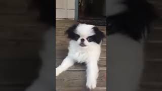 Panda, our Japanese Chin Puppy