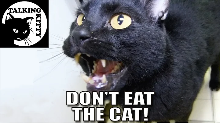 Talking Kitty 41 - Don't Eat The Cat - DayDayNews