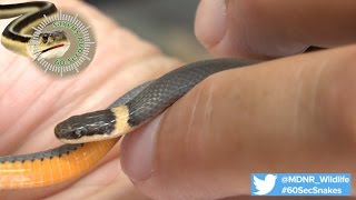 60-Second Snakes: Northern Ring-necked Snake