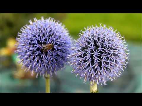 Wideo: Growing Globe Thistle Flowers - Informacje o Globe Thistle Echinops