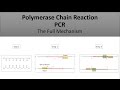 The principle of PCR-Polymerase Chain Reaction, a full and easy explanation