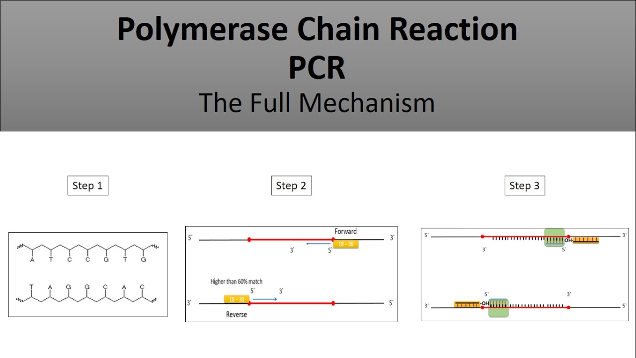 원리 pcr PCR