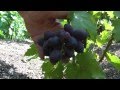 Первый урожай сверхранних сортов винограда в 2013г