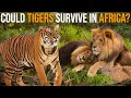 Could Tigers Survive In Africa Among Lions?