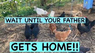 Chickens in lockdown!!