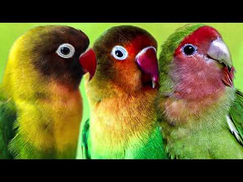 Video: Kuinka Nimetä Lovebird-papukaija