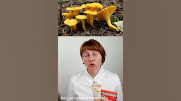 Грибы Лисички Доктор Лисенкова #shorts