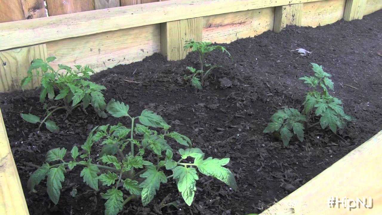 Hip New Jersey Dough Artisan Pizzeria YouTube