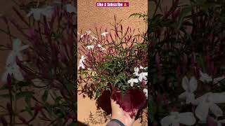 ✅Pink Jasmine??shortspinkjasmineplantloverscentedflowersgardenviralvideo