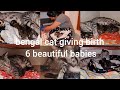 നൂറ പ്രസവിച്ചു  ആറു കുട്ടികൾ   bengal cat delivery full video