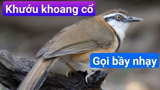 Khướu khoang cổ hót gọi bầy. bổi gần 1 tháng hót cả ngày như chim mồi