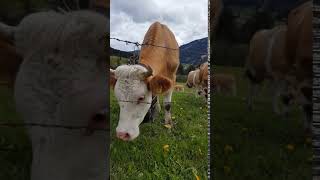 صوت البقر في النمسا