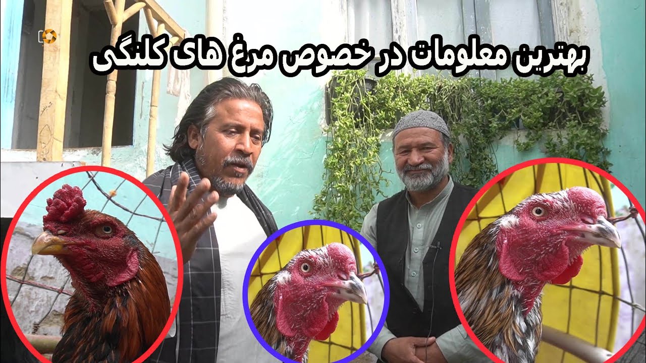 مشهورترین مرغ کلنگی باز شهر کابل خلیفه ناصر