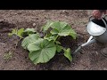 Learn how to grow GIANT Pumpkins! Episode 2 🌱🌞💧