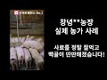 창녕농장 ) 사료를 정말 잘먹고 백골이 딴딴해졌습니다!