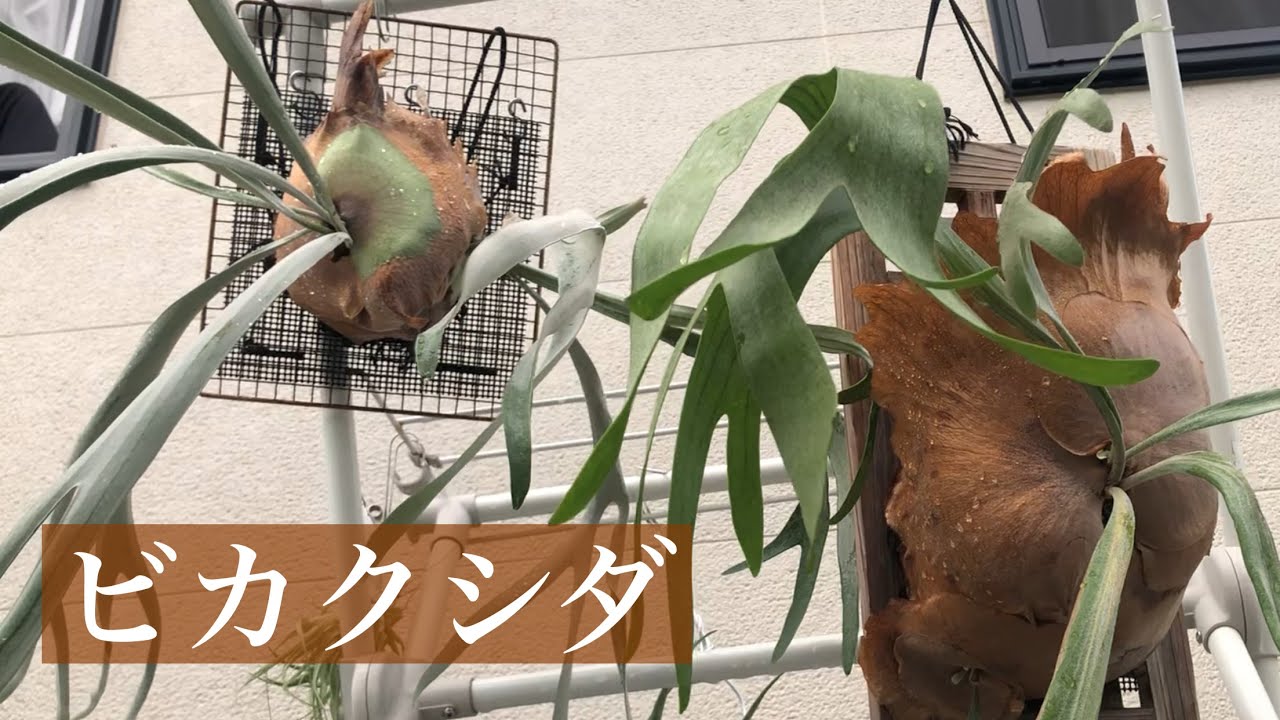 我が家のビカクシダ達の紹介 - YouTube
