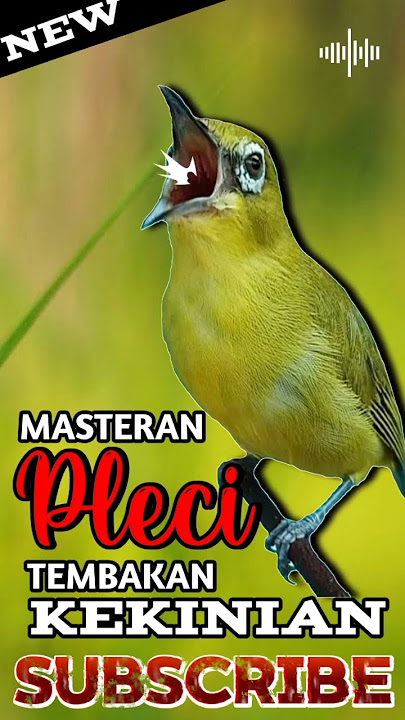 Download lagu MASTERAN PLECI TEMVAKAN KEKINIAN 2024 DAHSYAT #shortsvideo #shortsfeed #youtubeshorts