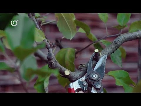 Video: Ako a kedy prerezávať Euonymus – Rezanie Euonymusu vždyzeleného