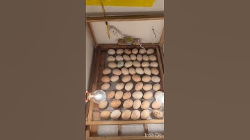 🐥 Incubator Setup at Home | Simple and Effective Installation#viralvideo #shortsfeed