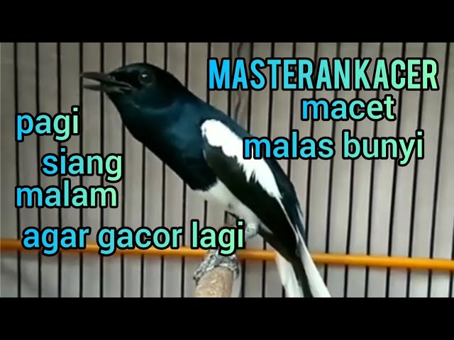 masteran kacer macet malas bunyi agar gacor lagi dan bongkar isian class=