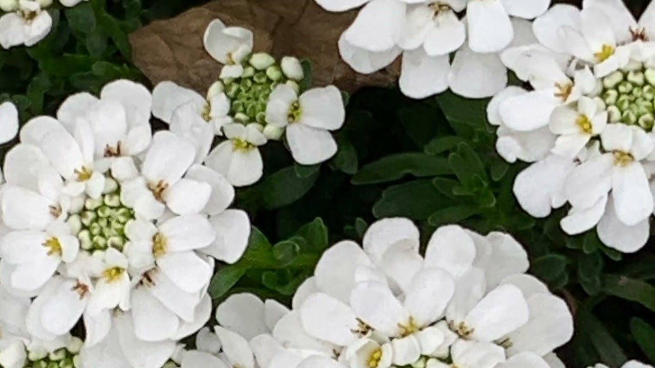 イベリスの花言葉 心をひきつける 初恋の思い出 甘い誘惑 癒しの花と音楽 Youtube