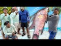 Hogfish, The Best Eating Fish in the SEA!!!! {Catch Clean Cook} Blue Reef Island, Belize