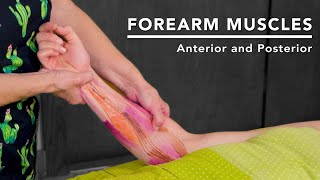 Forearm Anatomy: Help Relieve Carpal Tunnel Syndrome