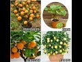 LEMON 🍋 APELSIN 🍊 MANDARIN 🍊 KOCHATLARI SOTILADI / VA PARVARISHLASH SIRLARI