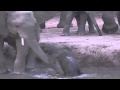 Baby Elephant Calf has a Bumpy Time at Pete's Pond November 26, 2012
