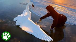 Download Lagu Saving a Swan Frozen Stuck in the Ice MP3