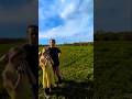 Homestead Livestock: The cows are happy, happy!