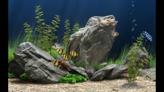 Amazingly Beautiful 3D Aquarium Live Wallpaper.How to download and install.. screenshot 5