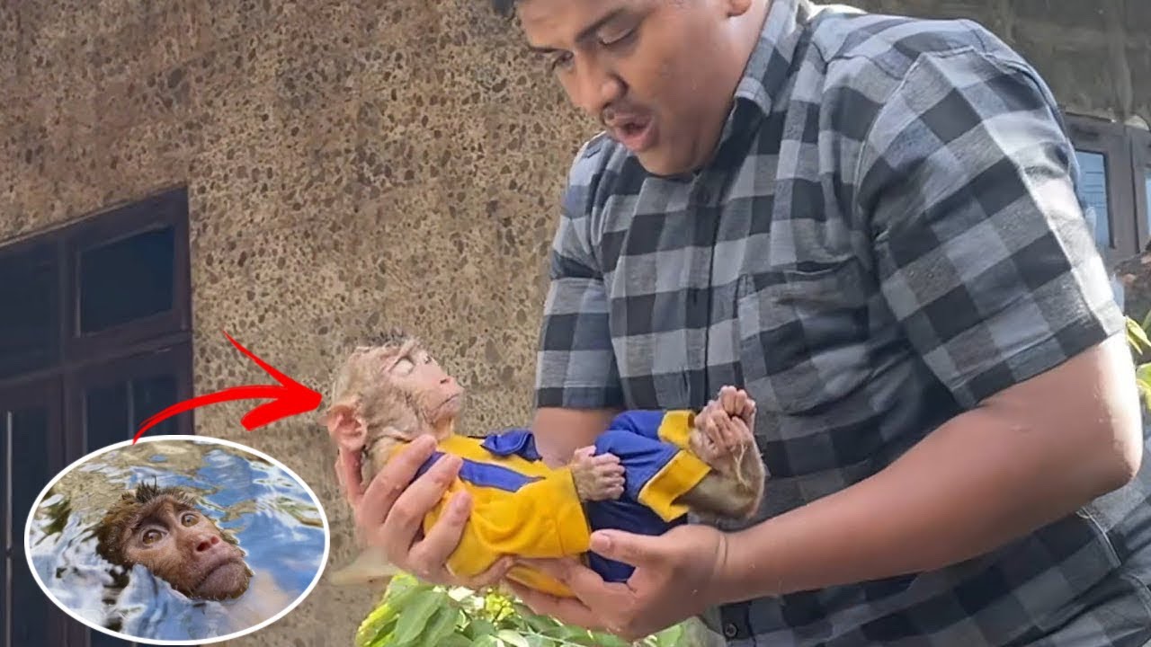 Случайное утопление обезьяны-альфа 😭 Большой Ди в шоке