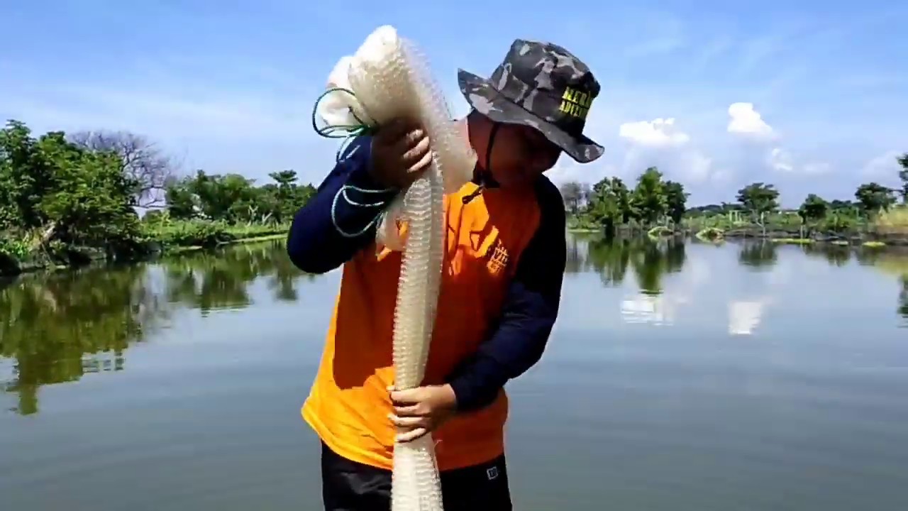 Menjala ikan di tambak