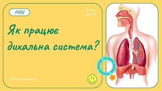 Як працює дихальна система?