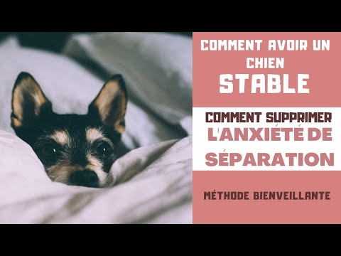 Vidéo: Comment aider votre chien à faire face à l'anxiété de séparation