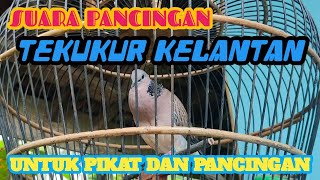 Pancingan Suara Tekukur Kelantan Pikat
