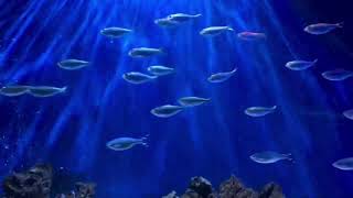 perfect loop fish background blue Water Swim | Motion Background video