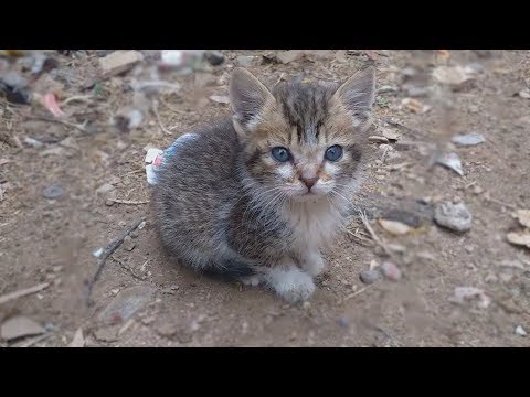 i-met-a-so-cute-kitten-he-was-so-hungry