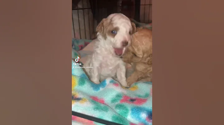 #puppies #3weeksold #goldendoodlepuppies