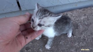 Baby kitten rescued before and after (Athena)