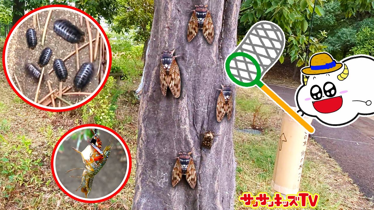 【昆虫】公園でセミやダンゴムシを捕まえろ！ザリガニ大量捕獲や虫とりに挑戦で大騒ぎ！おでかけ・生き物・子供向け知育教育★サンサンキッズTV★