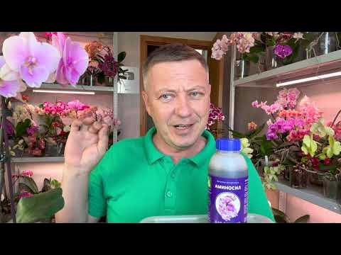 правда про АМИНОСИЛ для орхидей ОЖИДАНИЯ и РЕАЛЬНОСТЬ // конец тесту ...