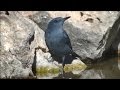 Roquero solitario monticola solitarius blue rockthrush 
