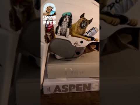 Video: Pet Scoop: Lindsey Vonn adopterar pup med skadad ben, polarbjörn Cub tar första stegen