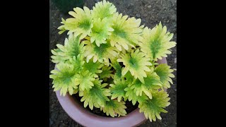 My Coleus Plantsmitch Tv