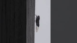 Japon ağustosböceğinin tuhaf tiz sesi